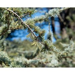 Cedrus atlantica CLT35 200/250