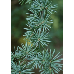 Cedrus atl."Glauca" CLT10