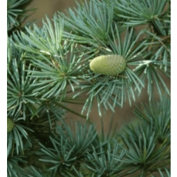 Cedrus atlantica CLT18 100/125