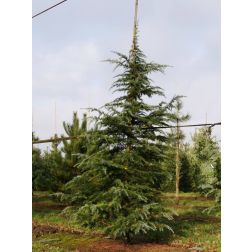 Cedrus de."Bush Electra" CLT18