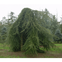 Cedrus de."Pendula" CLT90 250/300