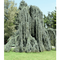 Cedrus atl."Glauca Pend." CLT18