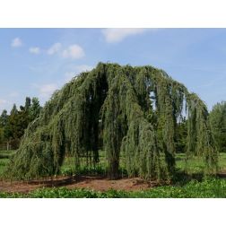 Cedrus de."Pendula" CLT180 300/350