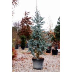 CEDRUS ATLANTICA GLAUCA CLT. 18 100/125 Kék cédrus