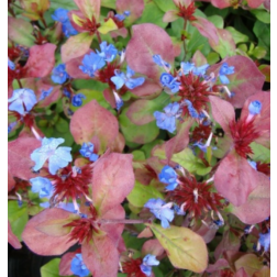 Ceratostigma plumbaginoides tarackol&oacute; k&eacute;kgy&ouml;k&eacute;r 9 cm cser&eacute;pben
