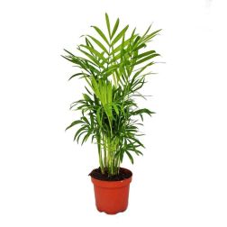 Chamaedorea elegans törpepálma 12 cm-es cserépben, kb. 20 cm magas