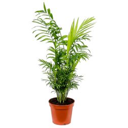 Chamaedorea elegans gyompálma szobanövény 17 cm-es cserépben, 70 cm magas