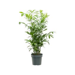 Chamaedorea seifrizii bambuszpálma szobanövény 27 cm-es cserépben, 120 cm magas