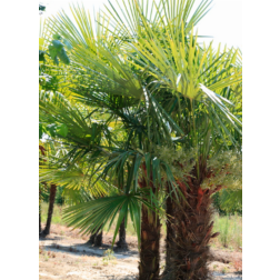 CHAMAEROPS (TRACHYCARPUS)FORTUNEI CLT. 90 TR. 90/100 kínai kenderpálma