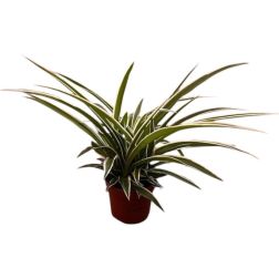 Chlorophytum csokrosinda (zöldike) 12 cm-es cserépben
