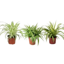 Chlorophytum Csokrosinda szobanövény 12 cm-es cserépben