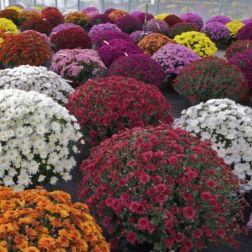 őszi krizant&eacute;m (Chrysanthemum), 19 cm-es cser&eacute;pben g&ouml;mb alak&uacute;, t&ouml;bb sz&iacute;nben
