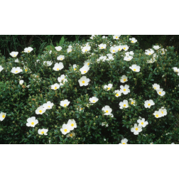 CISTUS LADANIFER CLT. 10 balzsamos szuhar