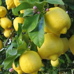 Óriáscitrom Citrus Med."Manodibudda" Lv12 60/80