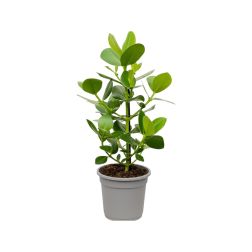 Clusia Klúzia szobanövény 14 cm-es cserépben