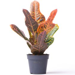 Codiaeum variegatum Kroton 12 cm-es cserépben