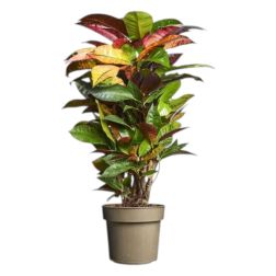 Codiaeum variegatum Iceton kroton szobanövény 32 cm-es cserépben, 160 cm magas, elágazó