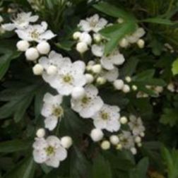 Oázis galagonya - Crataegus monogyna "Compacta" - konténeres, kompakt növekedésű c2 40/50