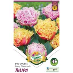 Tulipa duo double crazy diamonds fehér-rózsaszín tulipán virághagyma  darab
