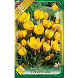Crocus chrysanthus fuscotinctus sárga-barna botanikai krókusz virághagyma 10 darab