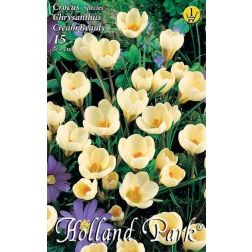 Crocus chrysanthus cream beauty krém botanikai krókusz virághagyma 10 darab