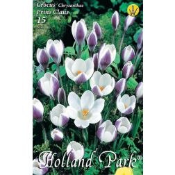 Crocus chrysanthus prince claus fehér-lila botanikai krókusz virághagyma 10 darab
