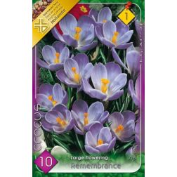 Crocus vernus remembrance lila nagyvirágú krókusz virághagyma 8 darab