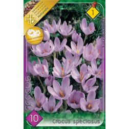 Crocus speciosus lila pompás krókusz virághagyma 10 darab