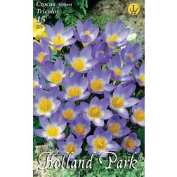 Crocus sieberi tricolor vegyes színű botanikai krókusz virághagyma 10 darab