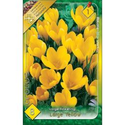 Crocus vernus large yellow sárga nagyvirágú krókusz virághagyma 8 darab