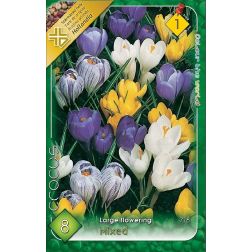 Crocus vernus mixed vegyes színű nagyvirágú krókusz virághagyma 8 darab