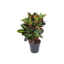 Croton Petraea kroton szobanövény 20 cm-es cserépben, 80 cm magas