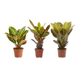 Codiaeum variegatum Petra kroton szobanövény fajták  14 cm-es cserépben, 50 cm magas
