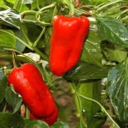 O&aacute;zis Cs&aacute;ng&oacute; paprika pal&aacute;nta 10,5 cm-es cser&eacute;pben