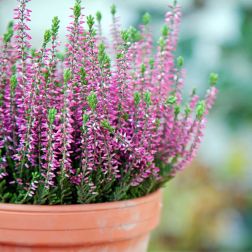 Csarab (Calluna Vulgaris) r&oacute;zsasz&iacute;n sz&iacute;nben, 10 cm-es cser&eacute;pben
