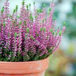 Calluna Csarab fajt&aacute;k 17 cm-es cser&eacute;pben vegyes sz&iacute;nekben