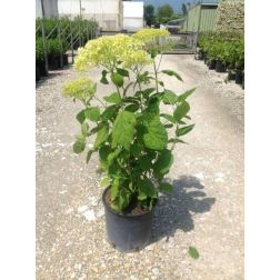 HYDRANGEA ARBORESCENS ANNABELLE CLT. 10 Hortenzia