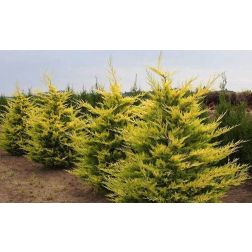 CUPRESSOCYPARIS LEYLANDII GOLD RIDER LV 9 MINI STANDARD Leylandi ciprus