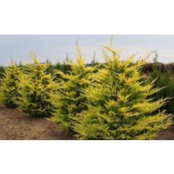 CUPRESSOCYPARIS LEYLANDII GOLD RIDER CLT. 5 Leylandi ciprus
