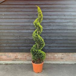 CUPRESSOCYPARIS LEYLANDII GOLD RIDER LV 9 SPIRAL Leylandi ciprus