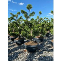 Cupr.ley."Pyramidalis" CLT55 BONSAI
