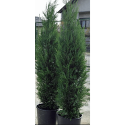 Cupr.ley."Pyramidalis" CLT15 1/2T