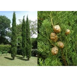 Cupressus semp."Pyr." CLT25 175/200