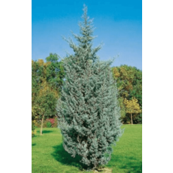 Cupressus a."Fastigiata" CLT70