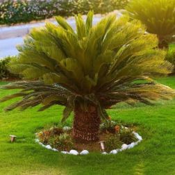 Cycas revoluta CLT30