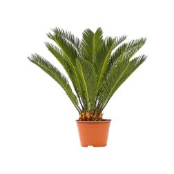 Cycas Revoluta cikászpálma szobanövény 21 cm-es cserépben, 60 cm magas