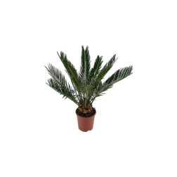 Cycas revoluta cikászpálma szobanövény 14 cm-es cserépben, 40 cm magas