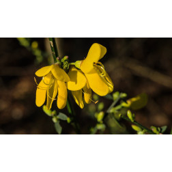 CYTISUS SCOPARIUS GOLDEN SUNLIGHT  CLT. 10  Seprűzanót