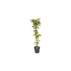 ACTINIDIA CHINENSIS SOLISSIMO (R)  CLT. 3  Öntermékeny kínai kivi