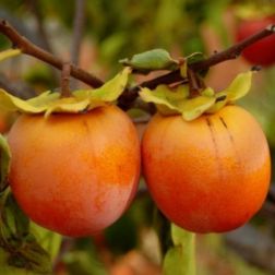 Diospyros kaki datolyaszilva balkon gy&uuml;m&ouml;lcsfa